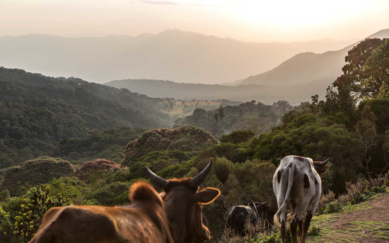 SAFARI EXPERIENCE TREKKING Bale National Park 5 Days ShebaLand Tour