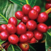 Coffee plant image